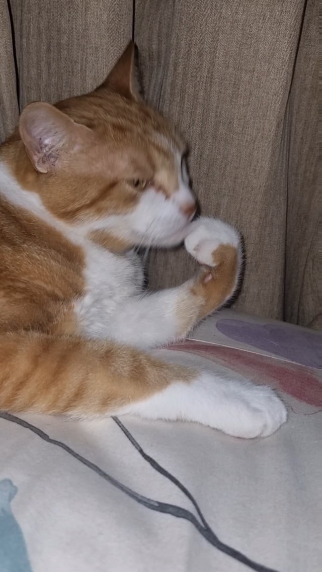 Should My Cat Bite Her Claws While Grooming