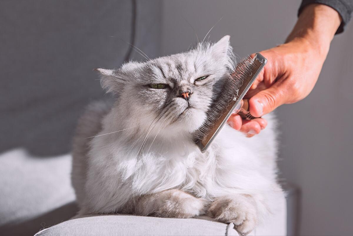 Should You Groom a Longhaired Cat: Essential Tips & Benefits