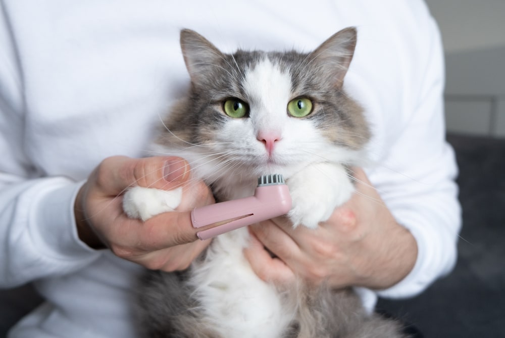 Should You Groom Cats: Essential Tips for a Happy, Healthy Pet
