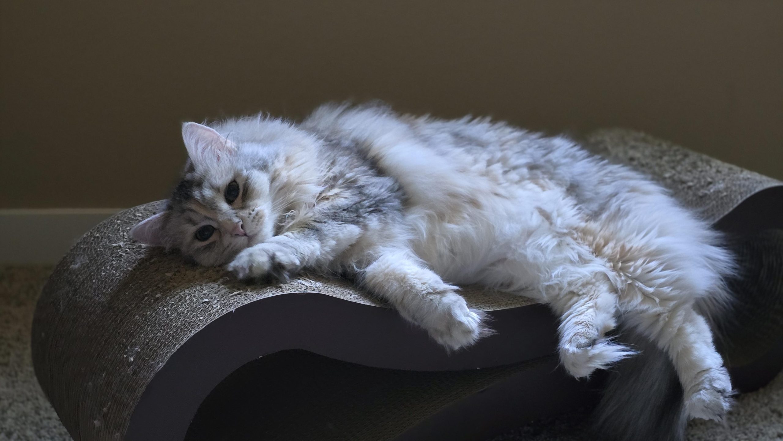 Should You Tip Cat Groomer: Essential Etiquette Tips Revealed