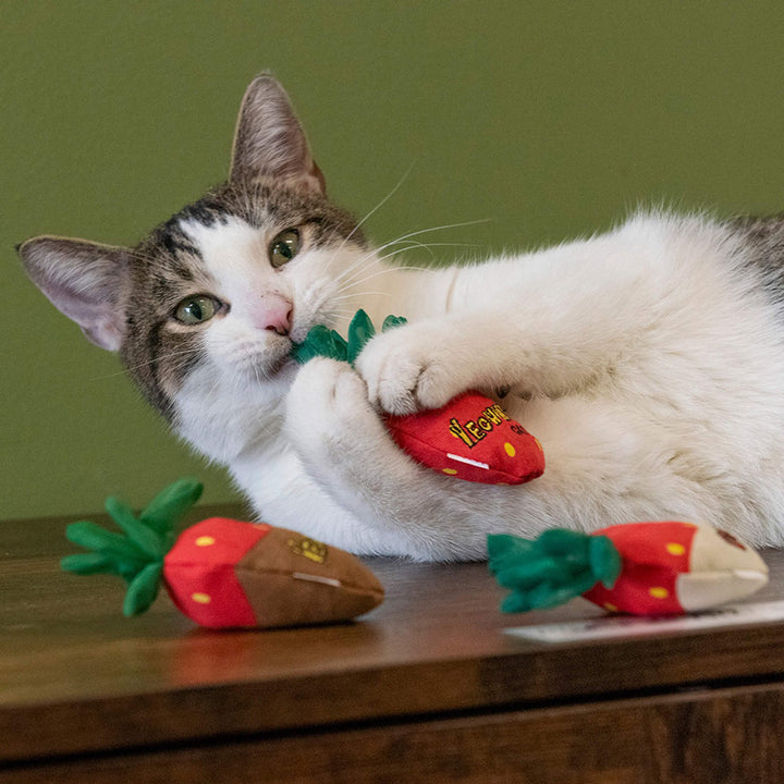 What Age Can Cats Have Catnip Toys: Essential Guide for Pet Owners