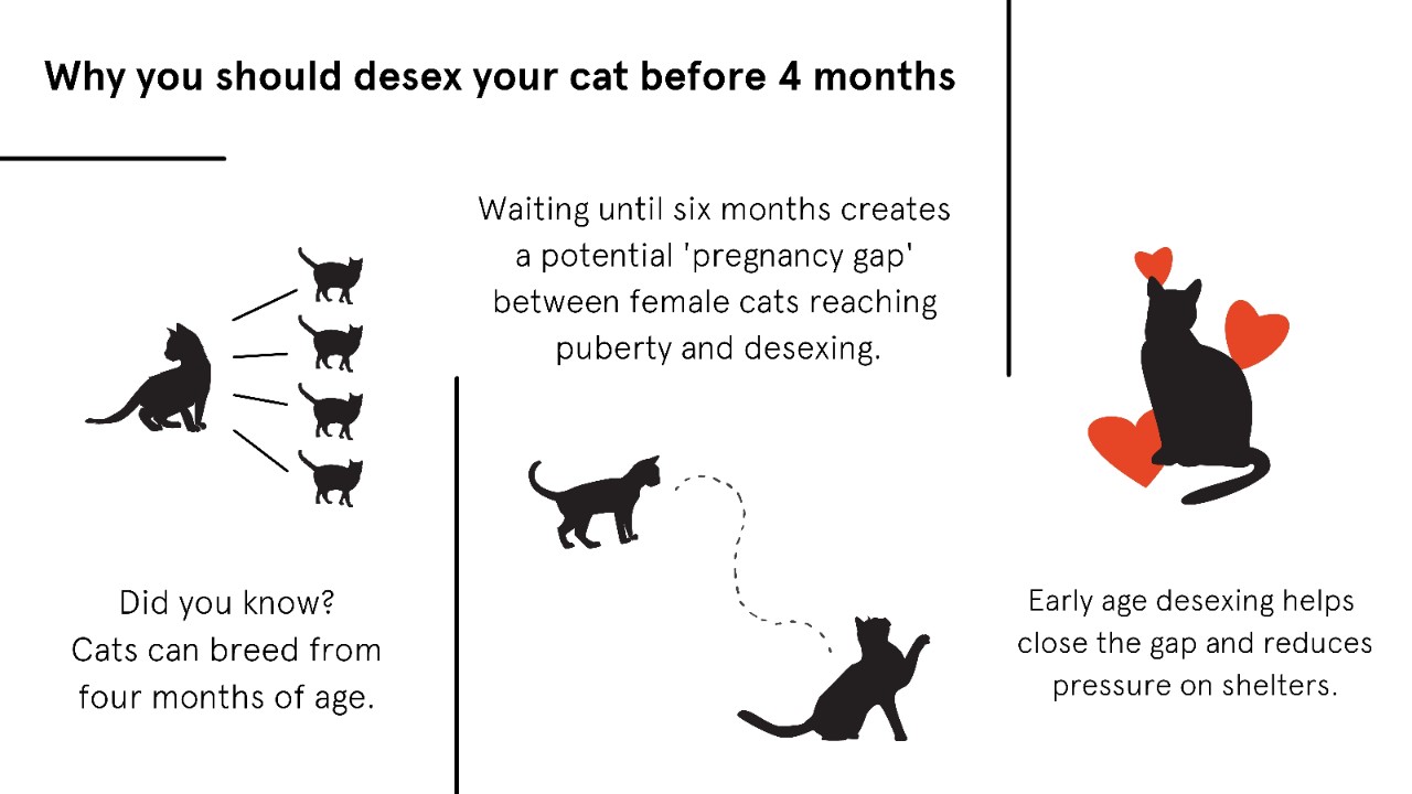 What Age Do Female Cats Start Breeding