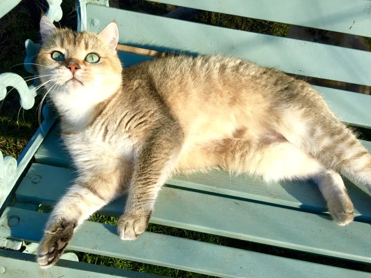 What Age Should You Retire a Breeding Cat: Expert Guidelines Revealed