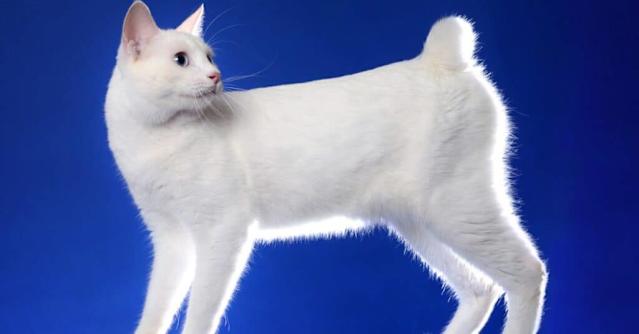 What are Cat Breeds With Stubby Taiks: Top Unique Feline Types