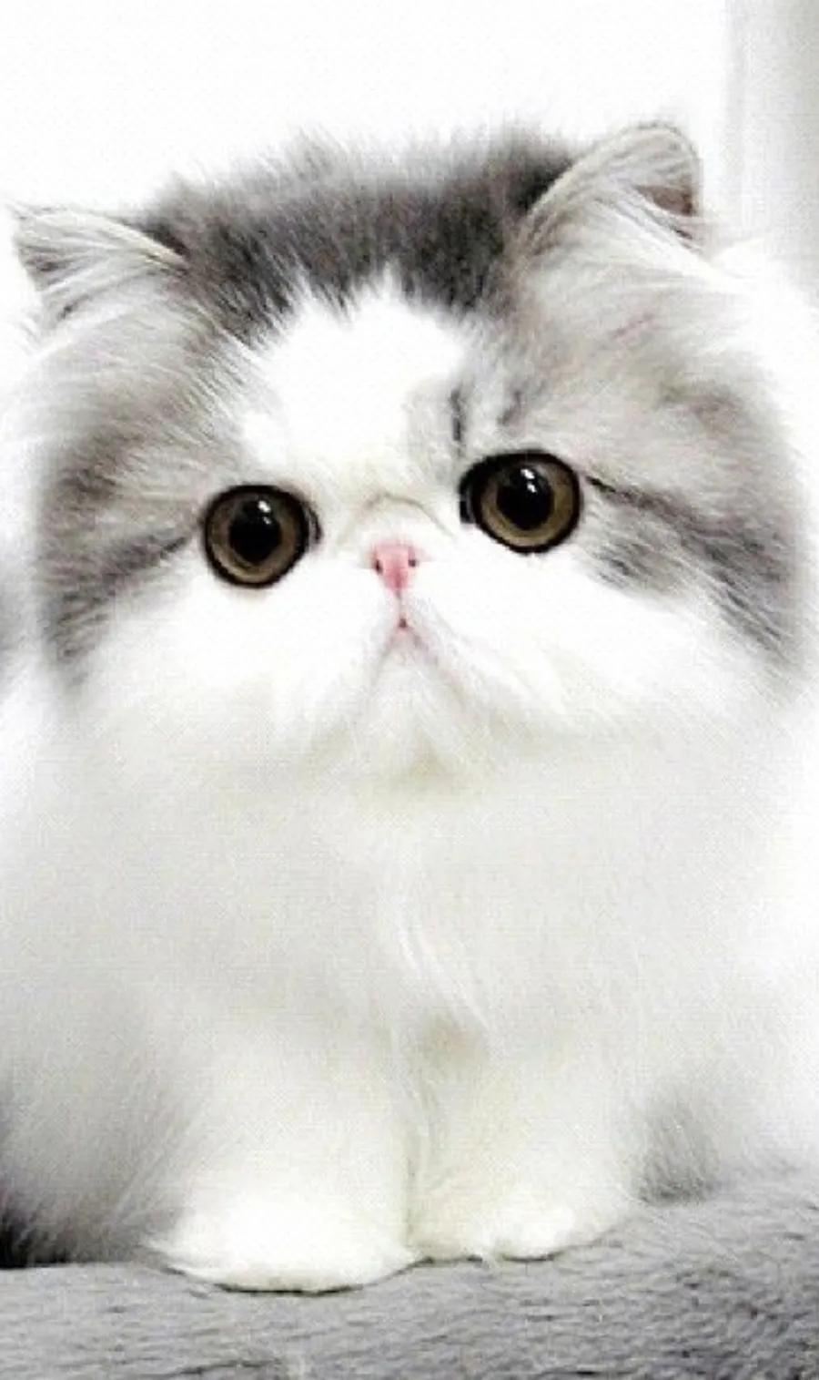 What are Cute Cat Breeds