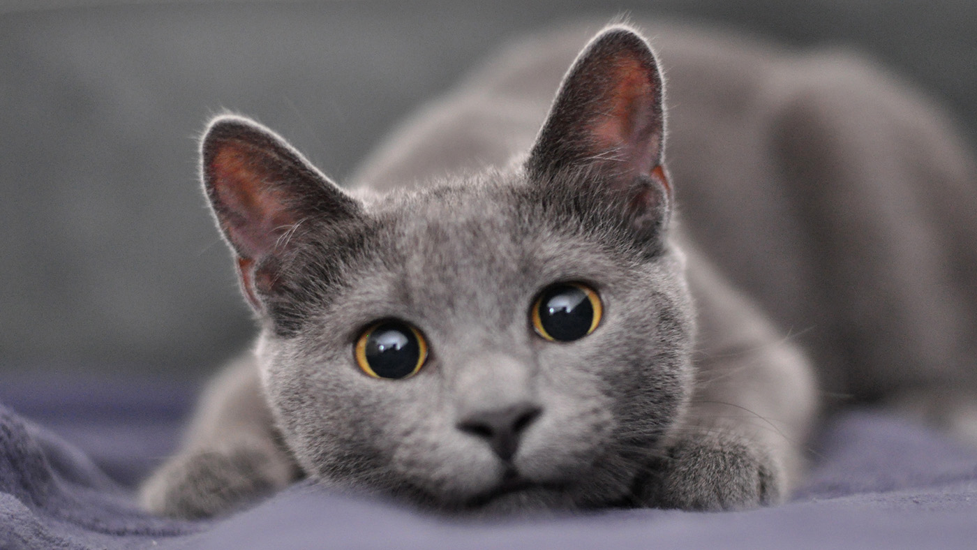 What are Grey Cat Breeds: Top Stunning and Rare Varieties Revealed