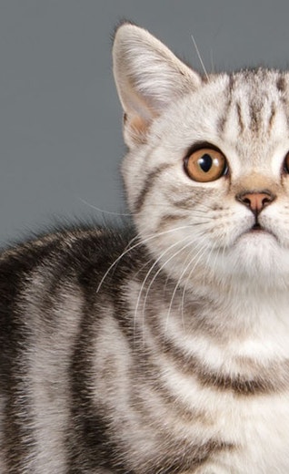 What are Normal Breeds of Cats: Popular, Friendly, and Unique Choices