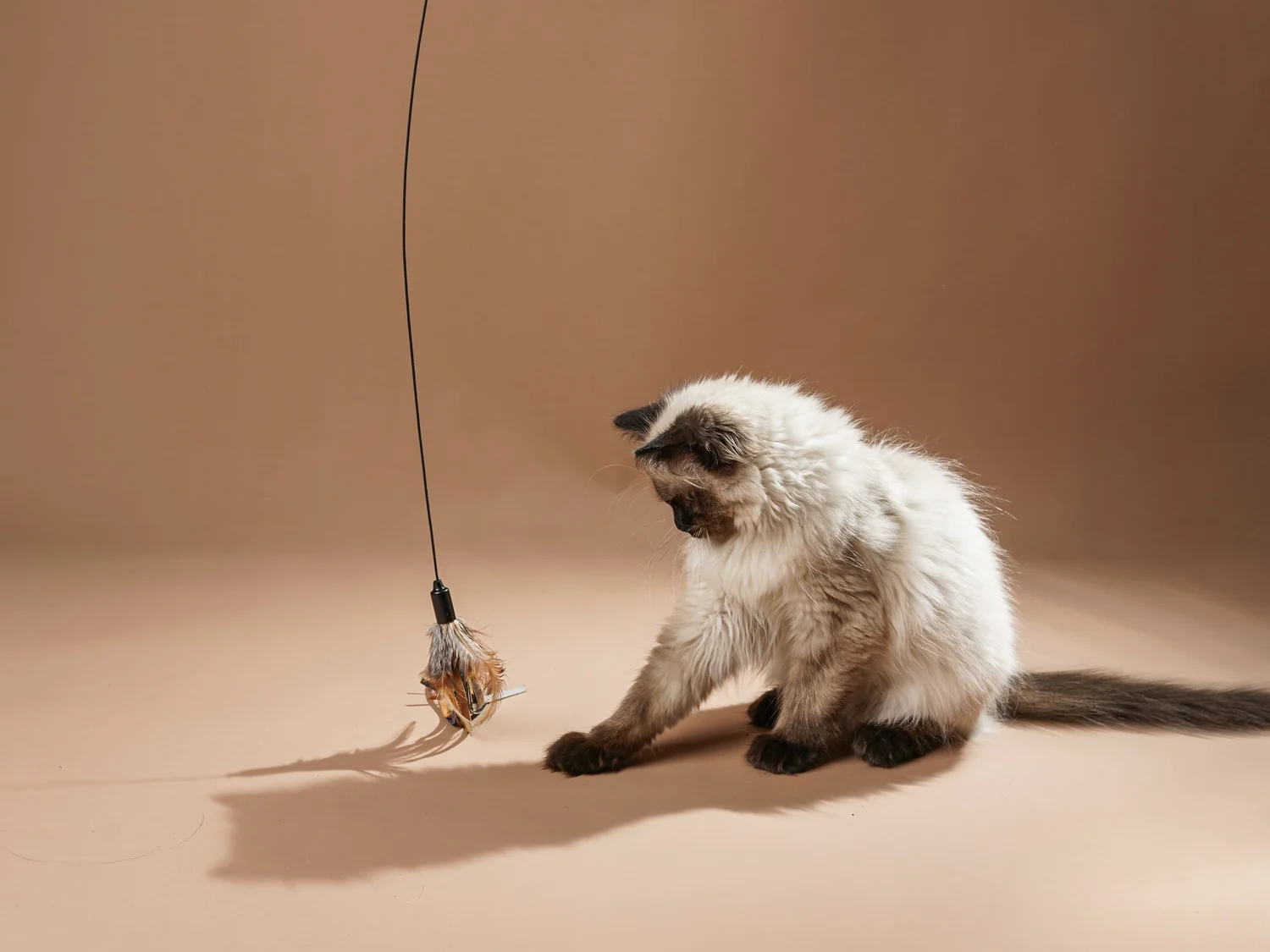 What are Ragdoll Cats Favorite Toys