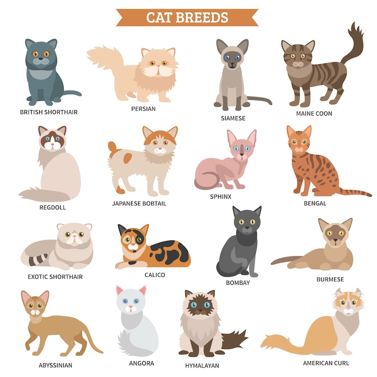 What are Some Different Breeds of Cats: Top Unique Feline Types