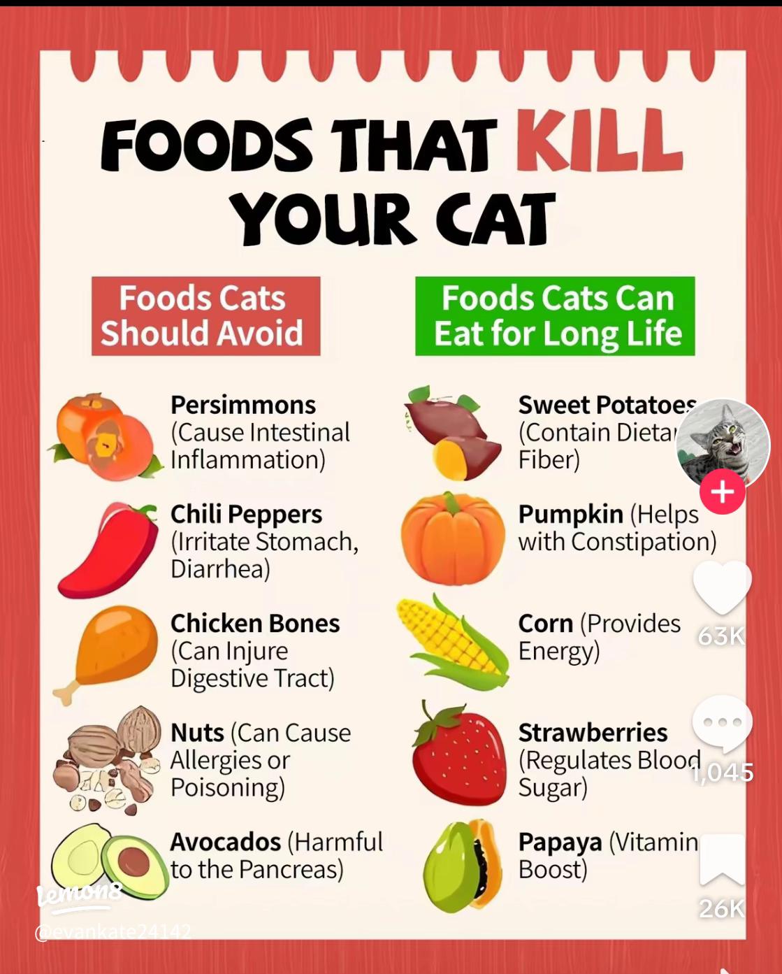 What are Some Healthly Snacks Cats Can Eat