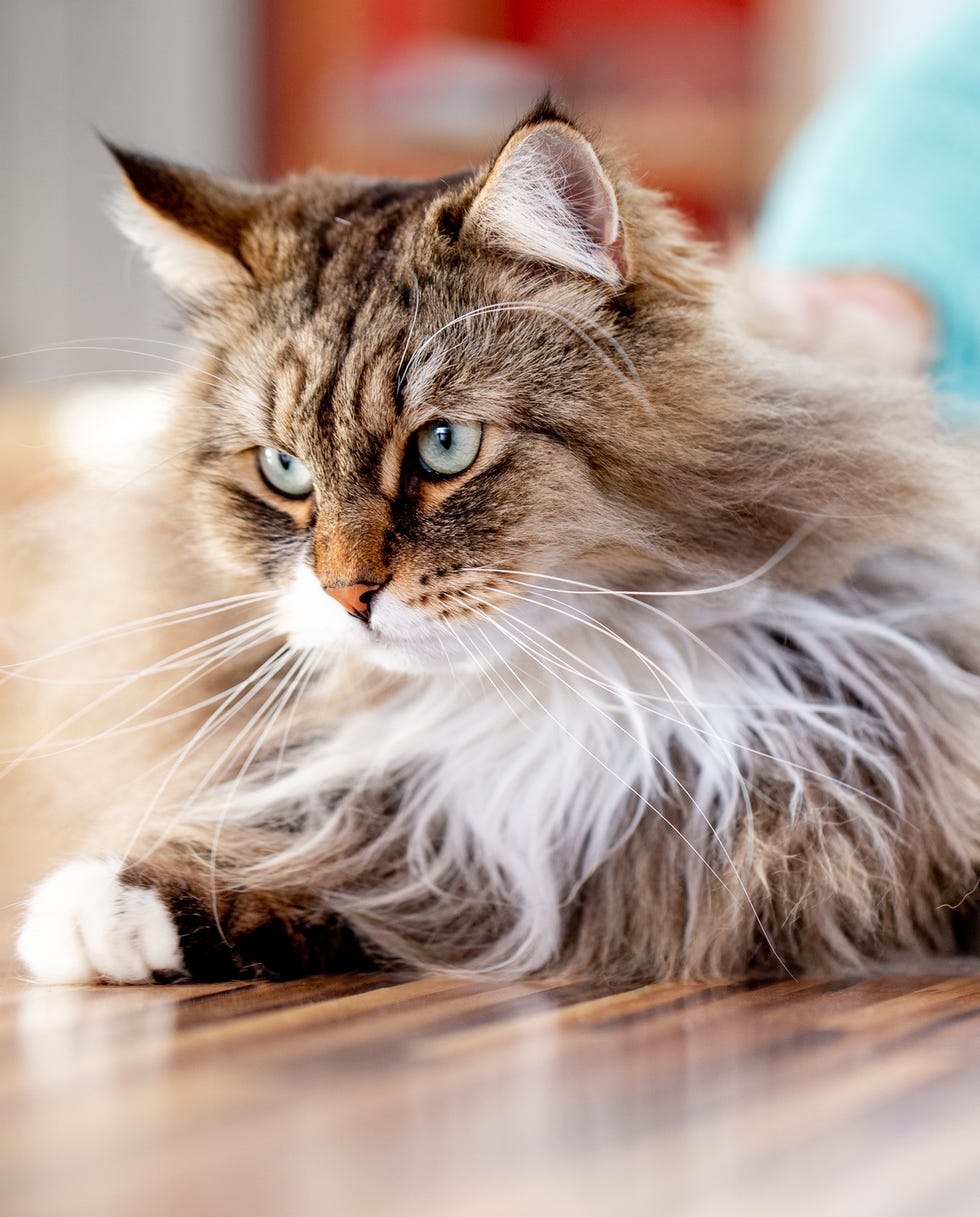 What are Some Hypoallergenic Cat Breeds: Top Allergy-Friendly Picks