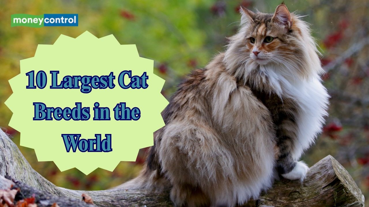 What are the 5 Largest Domestec Cat Breeds