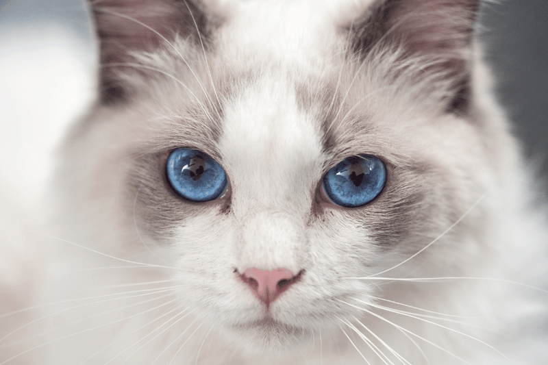 What are the Beautiful Cat Breeds: Stunning Felines You’ll Love