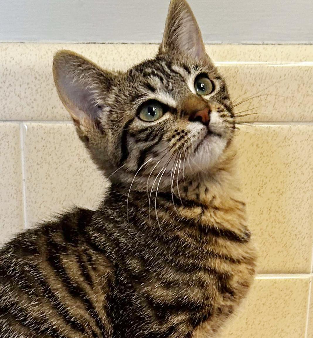 What are the Best Hypoallergenic Cat Breeds for People Petfinderpetfinder: Top Picks Revealed