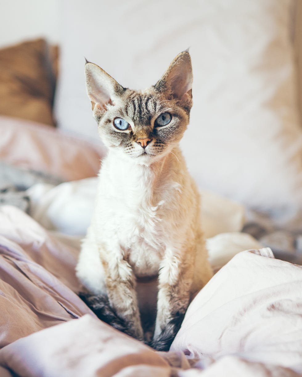 What are the Breeds of Hypoallergenic Cats