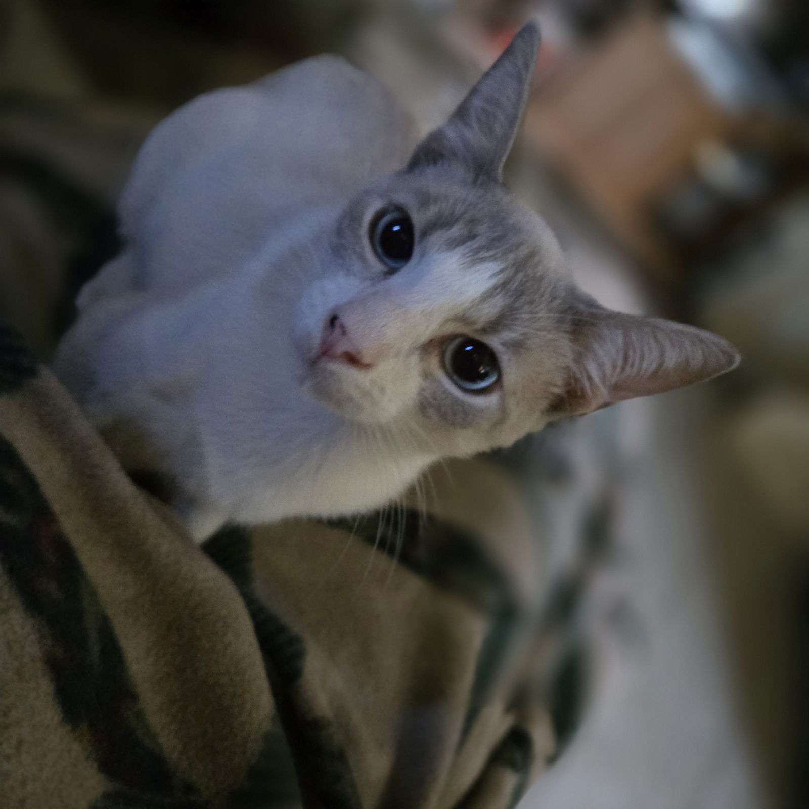 What are the Cutest Cat Breeds Petfinderpetfinder Home Cat Breeds: Top Adorable Picks