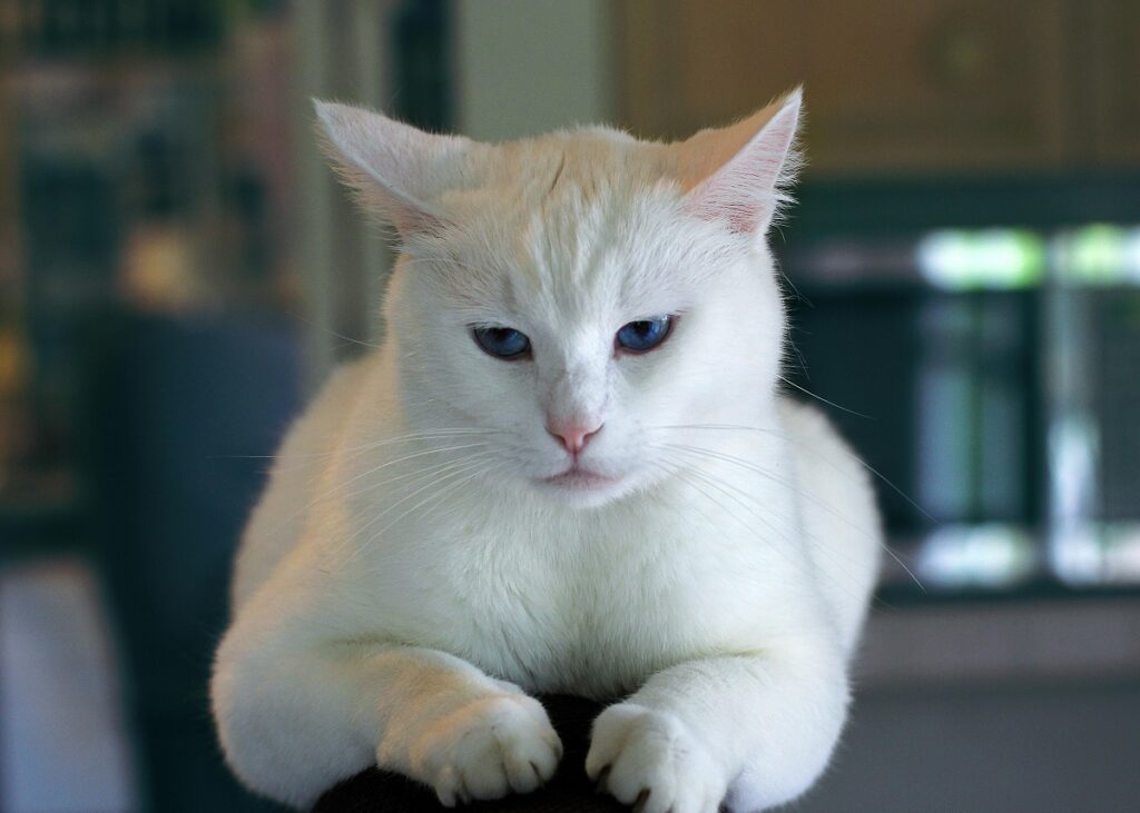 What are the Different Breeds of Domestic Shorthair Cats: Ultimate Guide