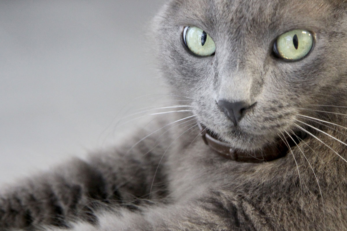 What are the Dumbest Cat Breeds