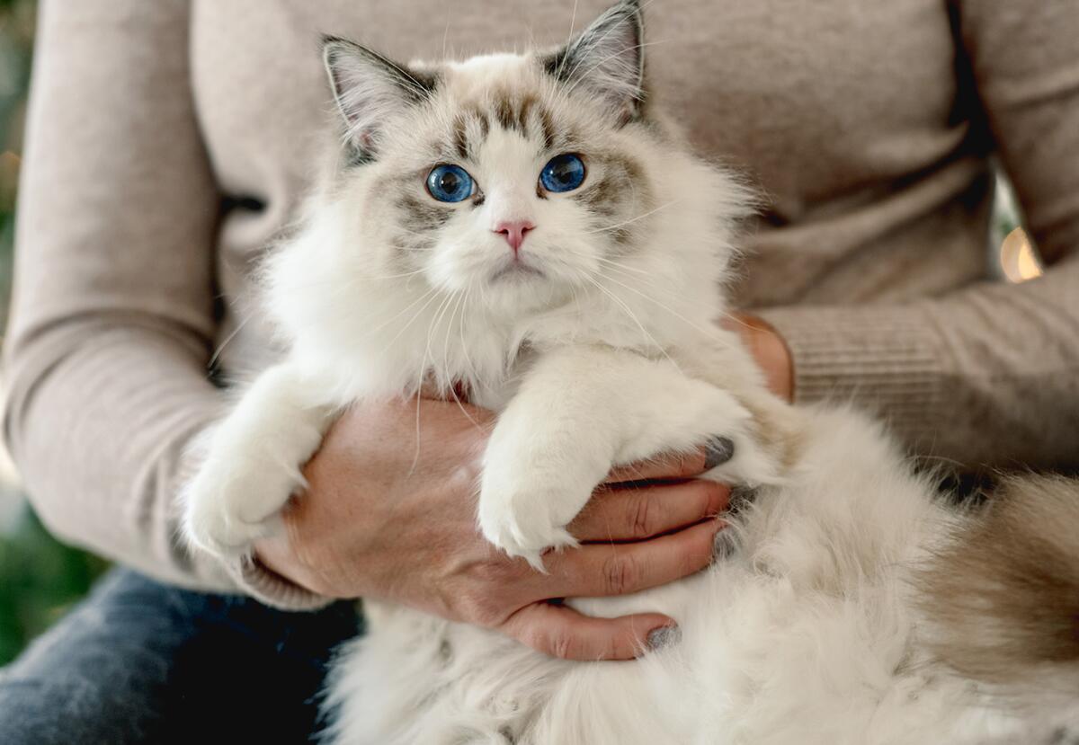 What are the Gentlest Cat Breeds: Top Loving Feline Companions