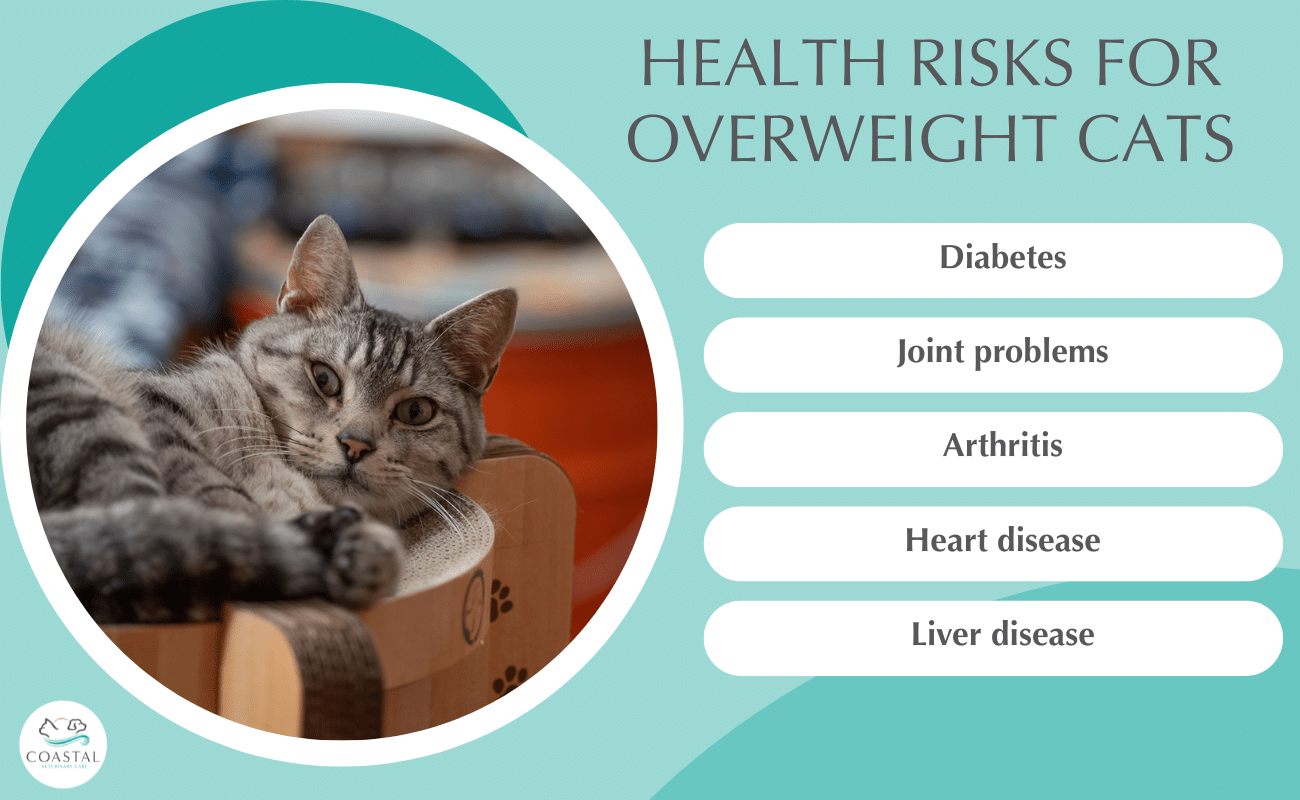 What are the Health Risks of an Overweight Cat