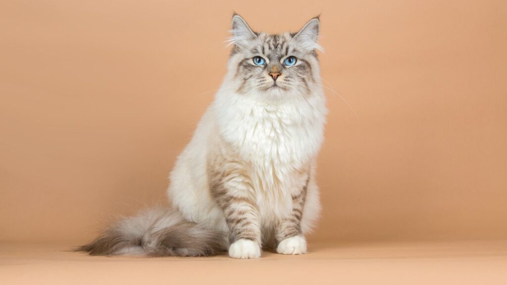 What are the Larger Breeds of Cats: Discover the Biggest Feline Giants