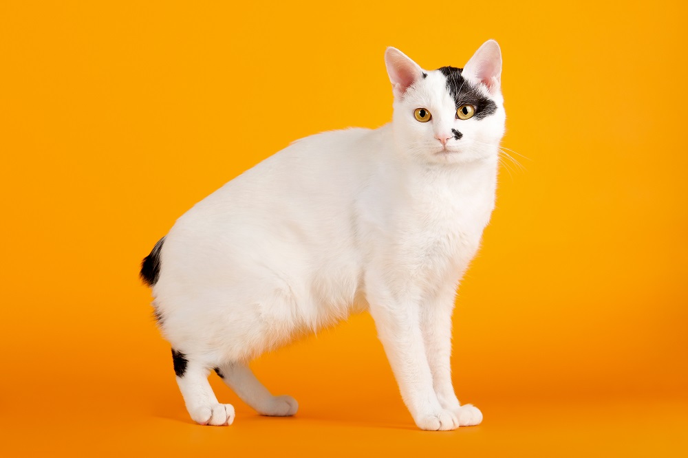 What are the Main Japanese Cat Breeds: Unique Traits Revealed