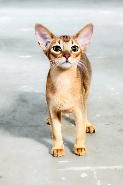 What are the Most Common Cat Breeds in Atlanta Georgia