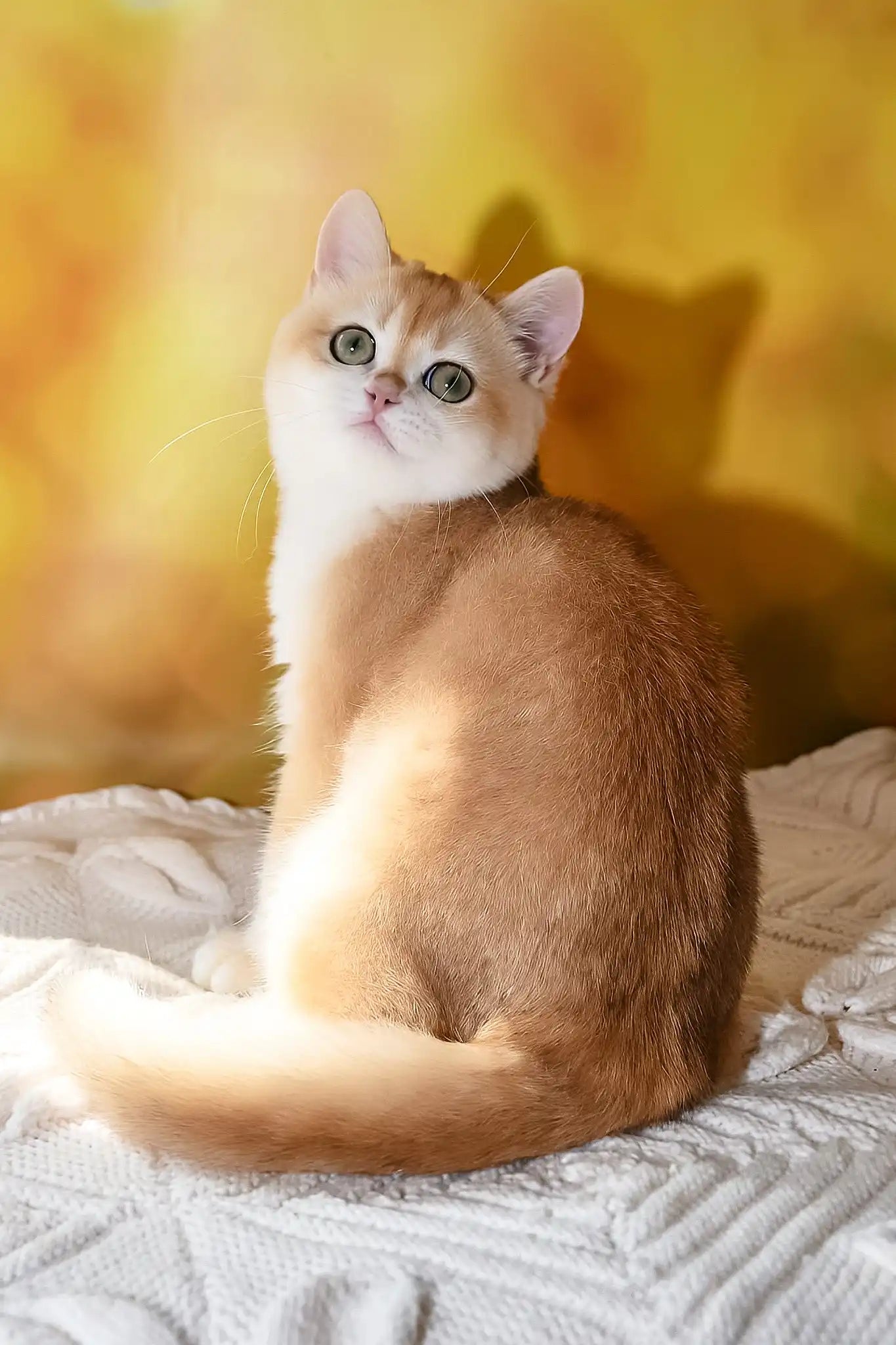 What are the Most Common Cat Breeds in Georgia: Top Picks Revealed
