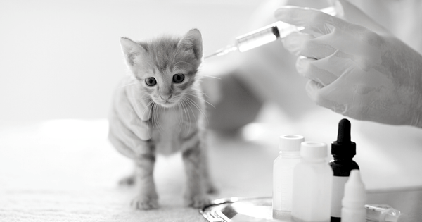 What are the Most Common Cat Health Problems: Top Issues Explained