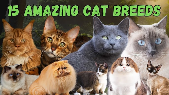 What are the Ten Most Dangerous Cat Breeds: Shocking Facts Revealed