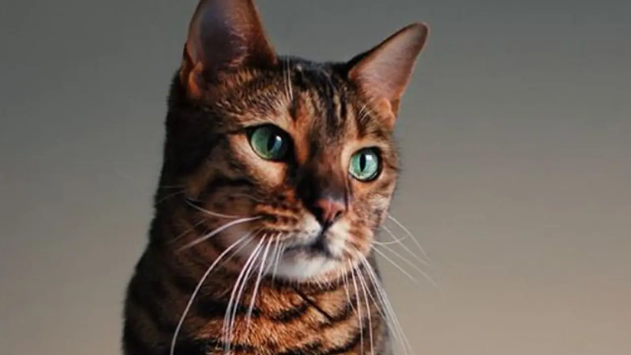 What are the Top 5 Cutest Cat Breeds: Adorable Picks You’ll Love