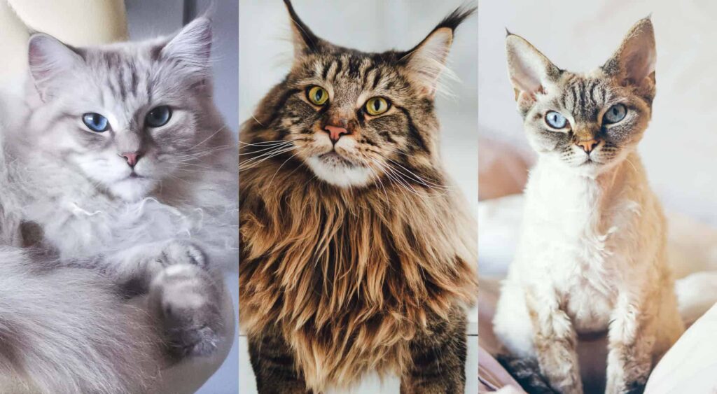 What are the Top 6 Domestic Cat Breeds
