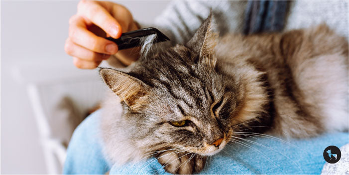 What Beed of Cat Nwens Yo Be Groomed