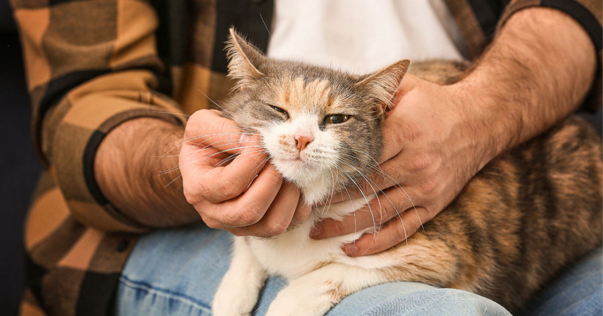 What Best Cat Breeds for Male Owners: Top Friendly & Loyal Picks