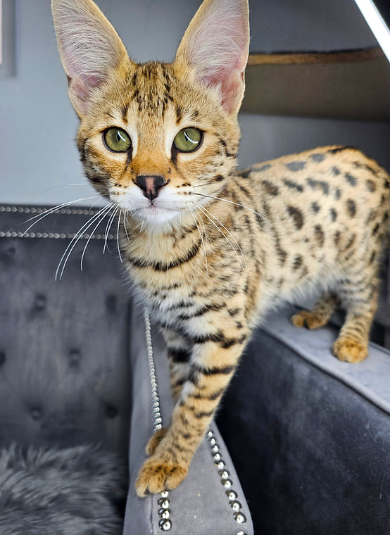 What Breeder Sold the Largest F1 Savannah Cat