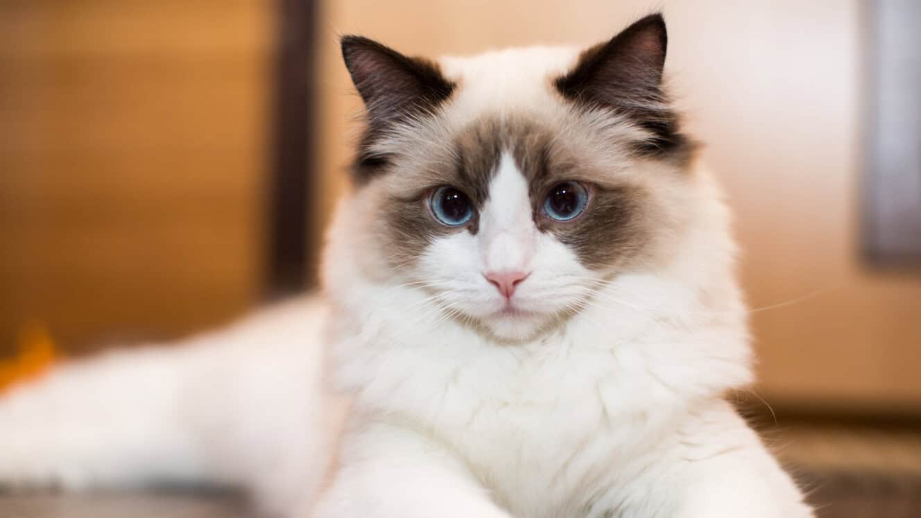 What Breeds are in a Ragdoll Cat