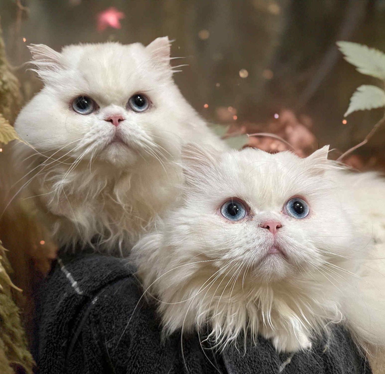 What Breeds are Rescue Cats: Discover Popular Feline Heroes