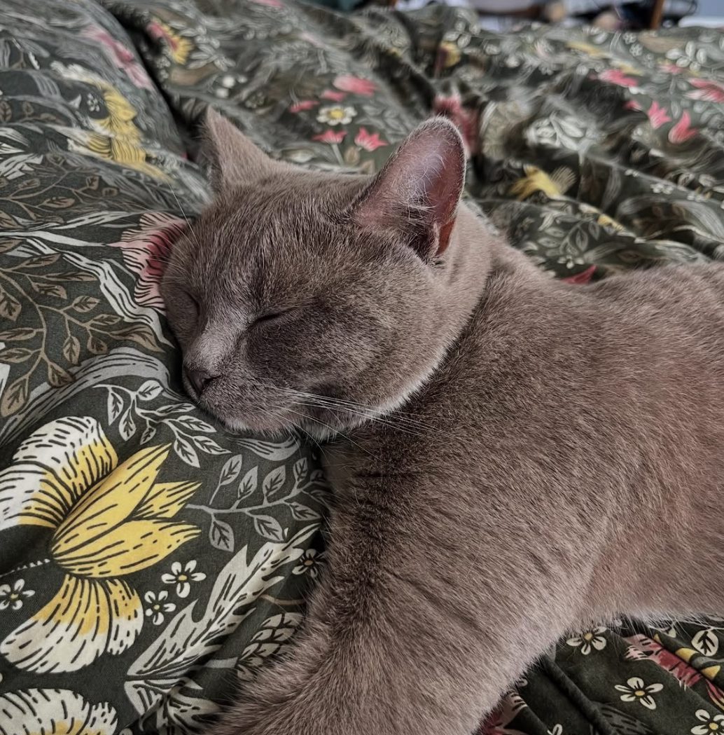 What Breeds are Solid Grey Cats: Top Stunning Grey Cat Breeds