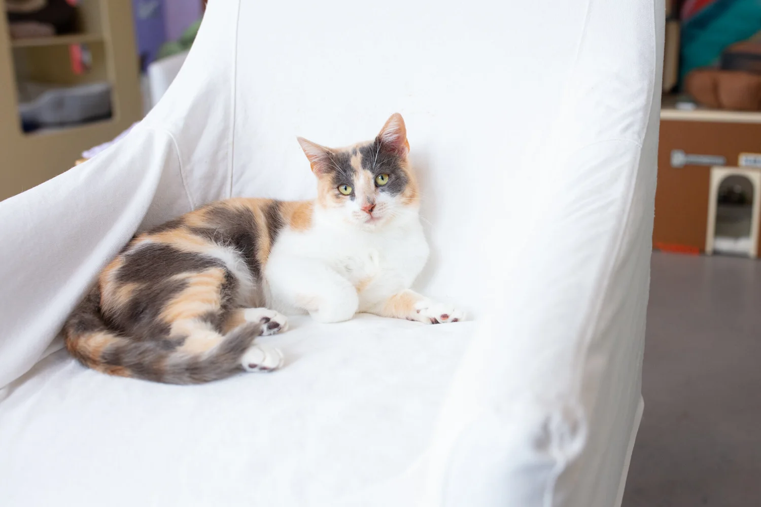 What Breeds Can a Calico Cat Make: Stunning Mixes Explained
