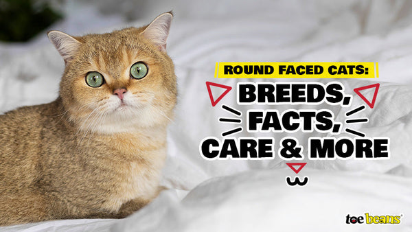 What Breeds Can Cats Not Be Male: Surprising Genetic Facts Revealed