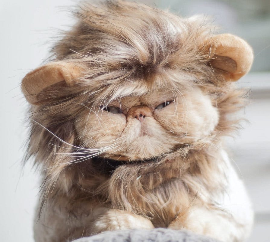 What Breeds is a Flat Face Cat: Top Popular Breeds Explained