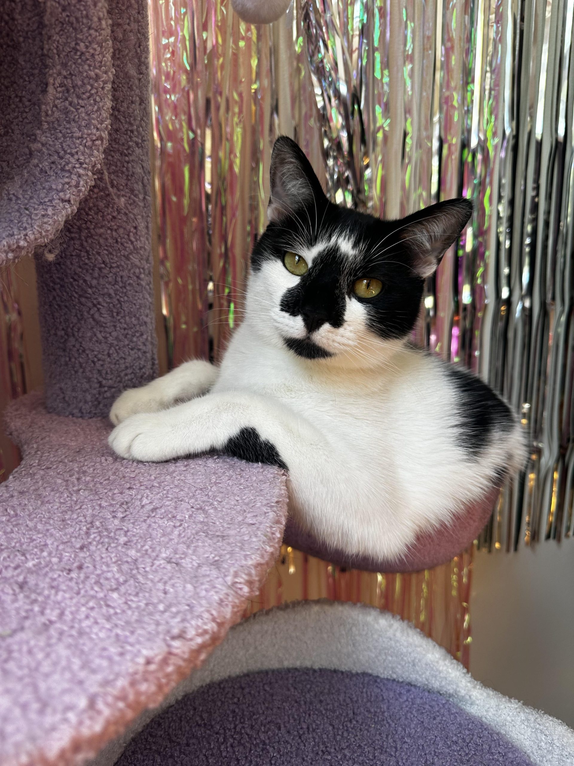 What Breeds is My Cat: Discover Your Feline’s True Identity!