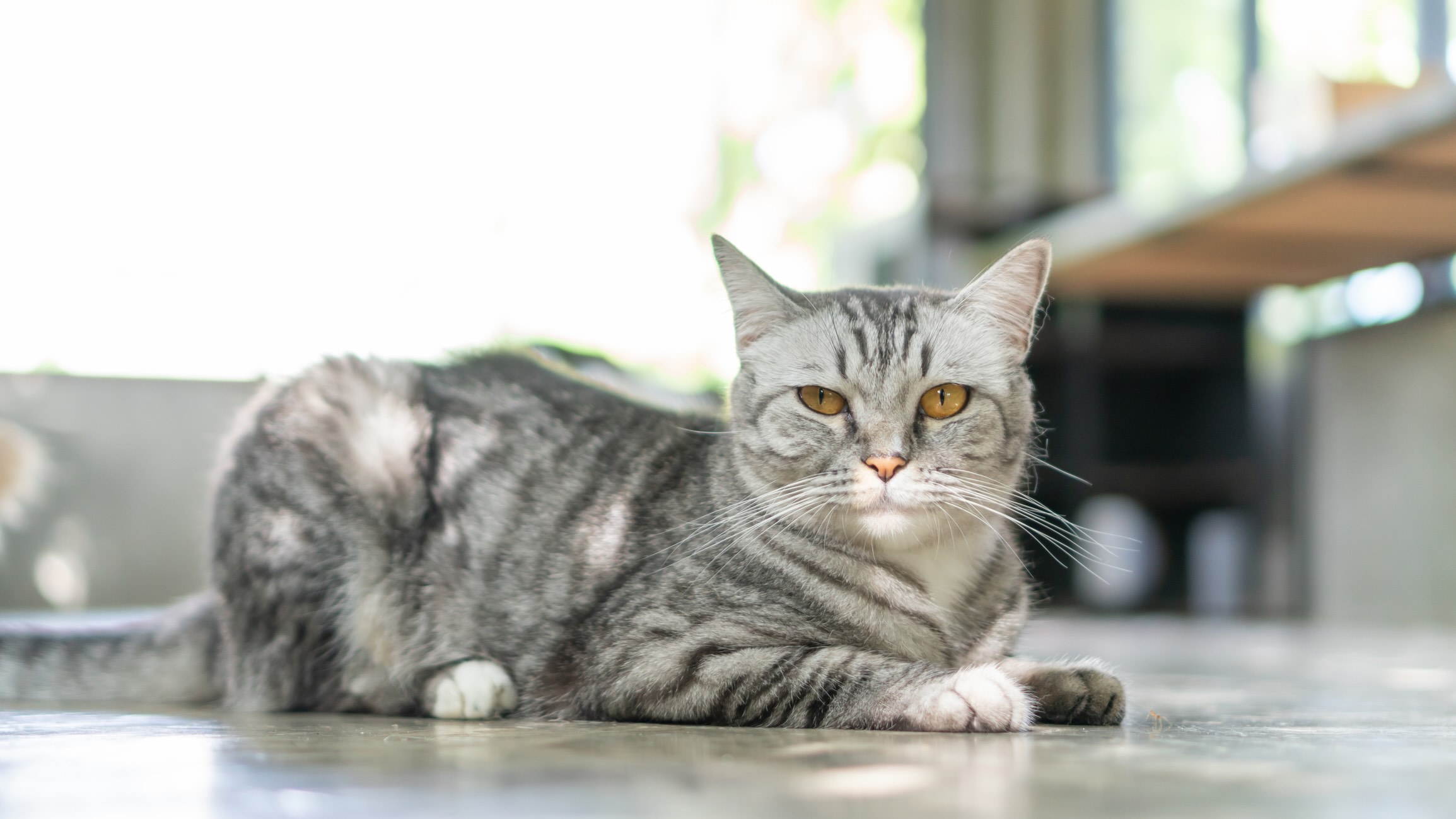 What Breeds Look Like Tabby Cats: Top Stunning Feline Lookalikes