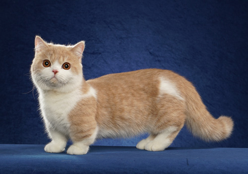What Breeds Make a Munchkin Cat: Discover Their Unique Origins