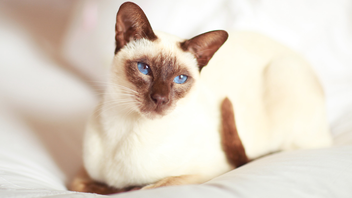 What Breeds Make a Siamese Cat: Discover Unique Origins Today