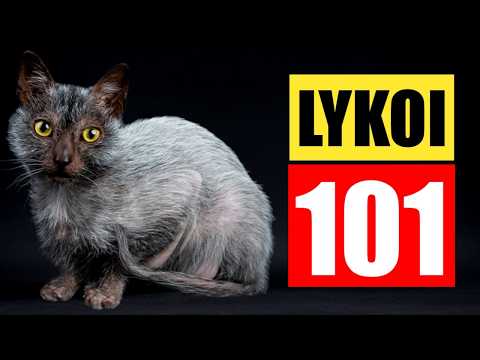 What Breeds Make a Wolf Cat: Discover the Wild Cat Hybrids
