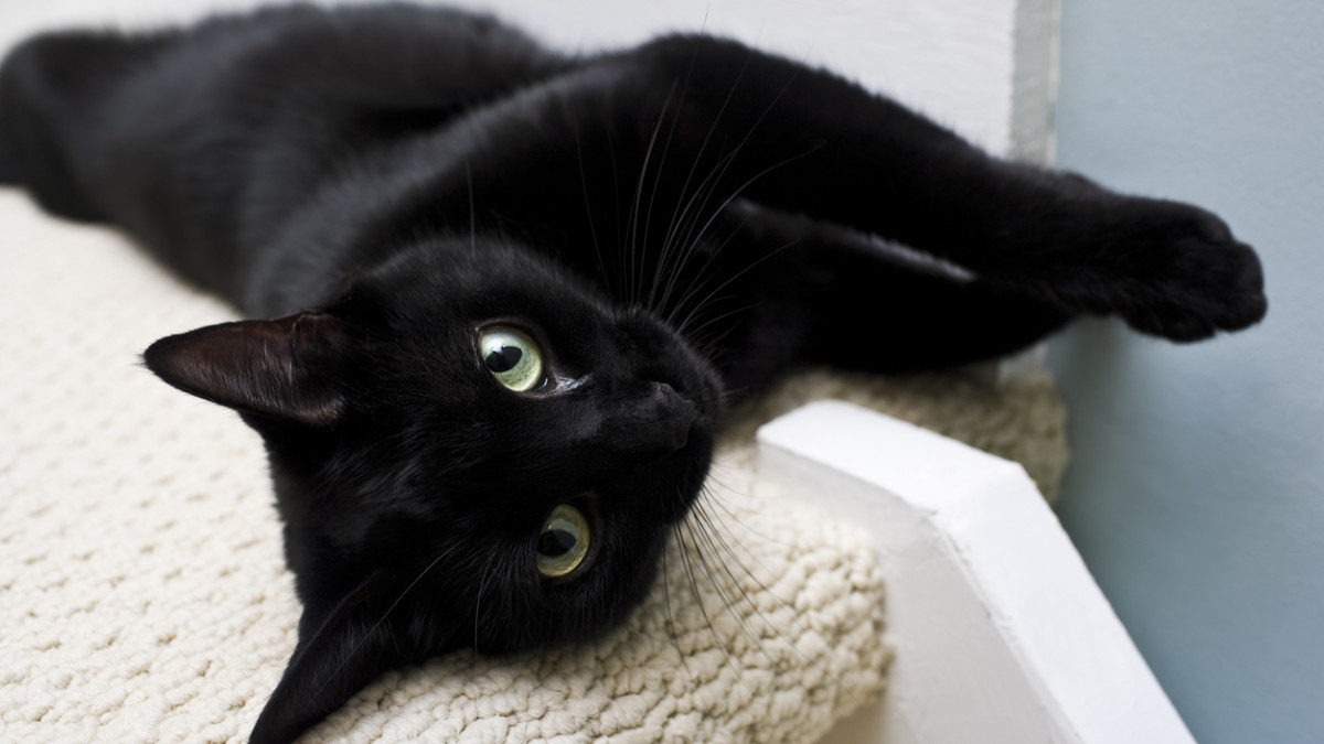 What Breeds of Black Cats are There