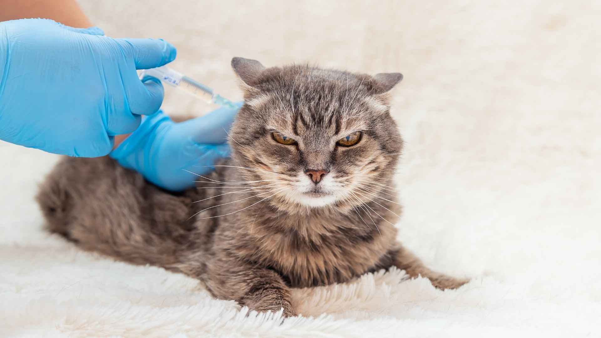 What Breeds of Cat are More Susceptible to Kidney Disease: Top Risks Revealed