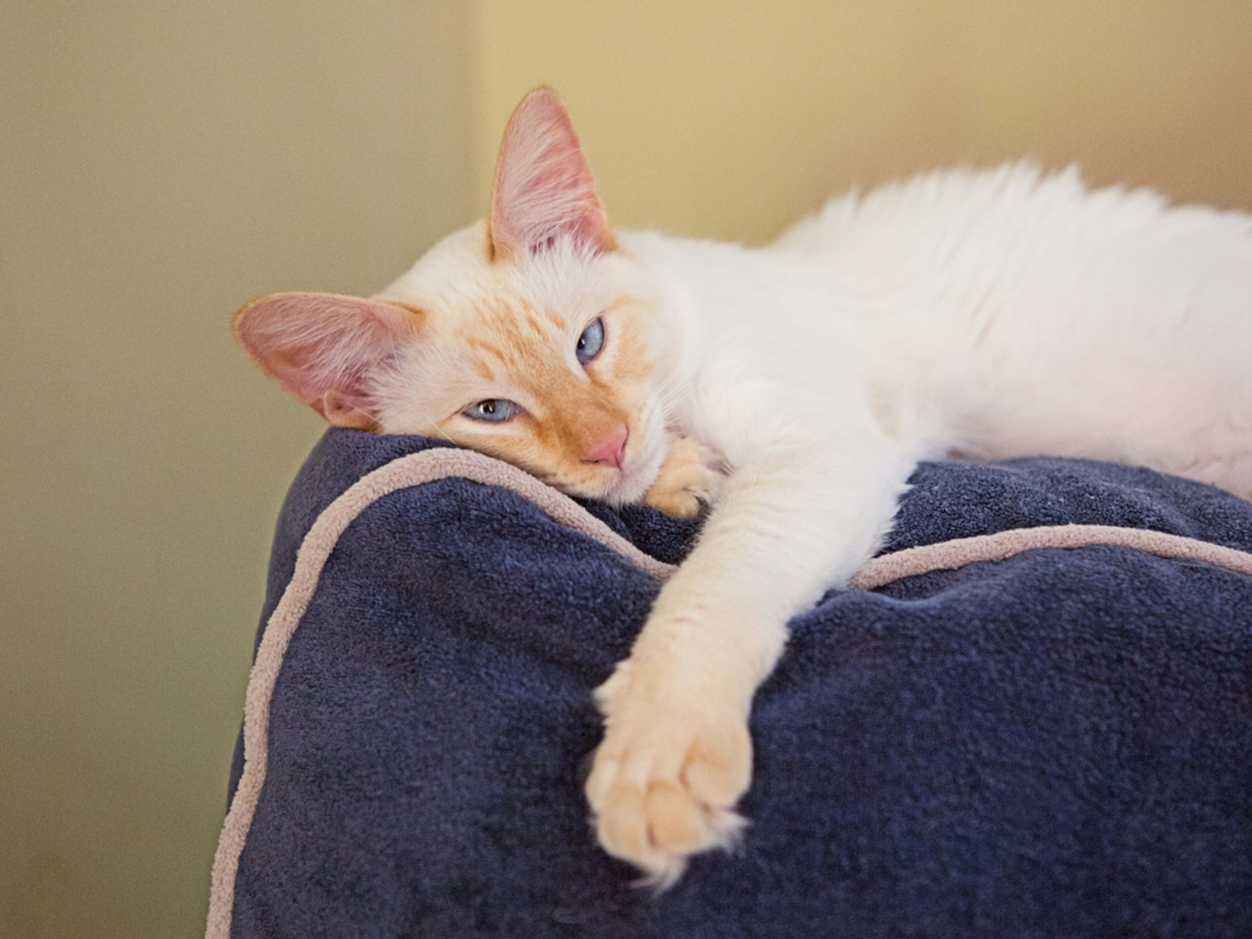 What Breeds of Cat Can Be Flamepoint