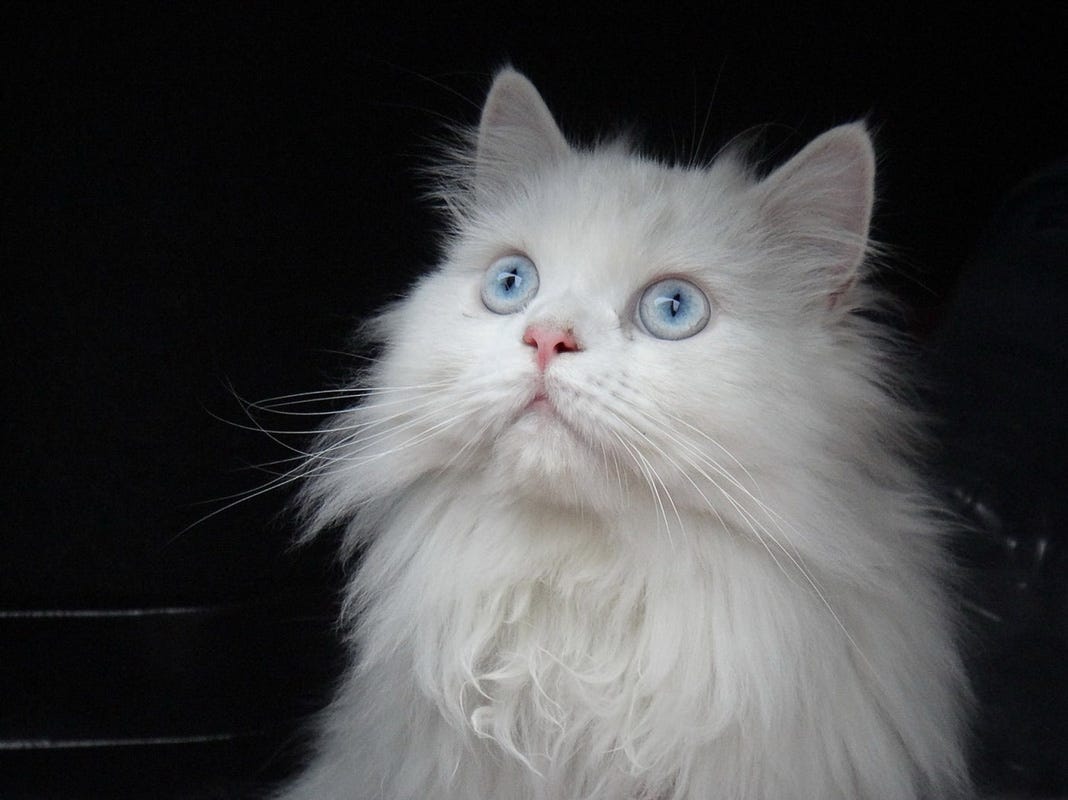 What Breeds of Cat Have Blue Eyes: Stunning Feline Beauties Revealed